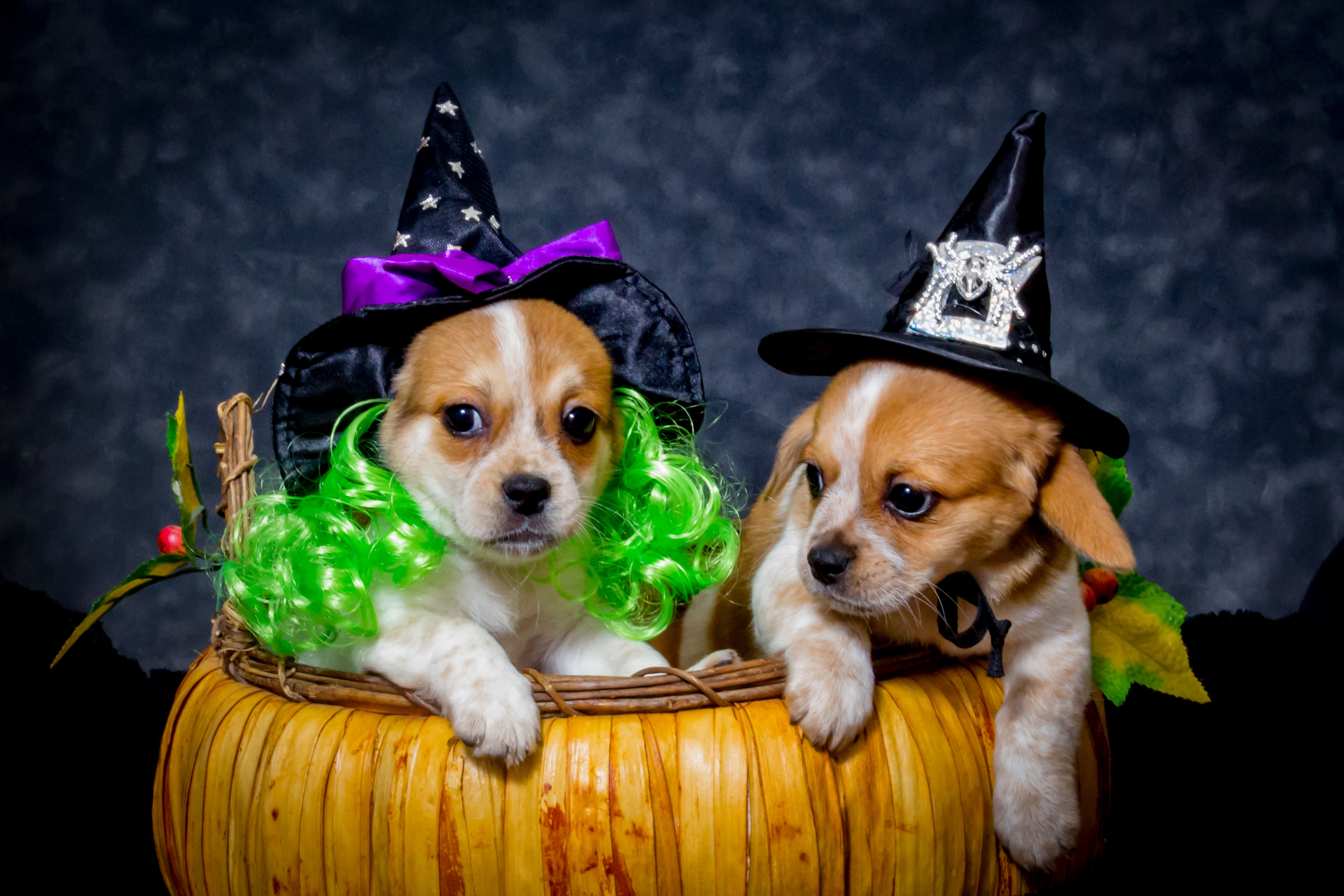 8 Halloween Safety Tips for Dogs | Greenfield Puppies