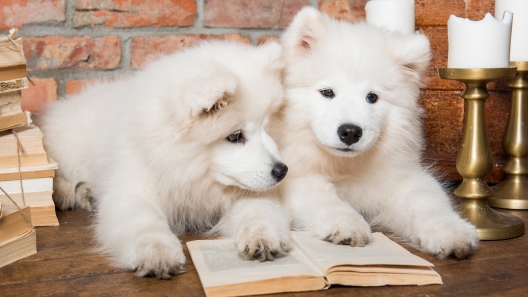 21 Great Books About Dogs