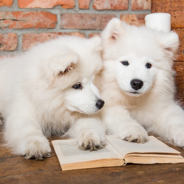 two samoyed puppies with some books