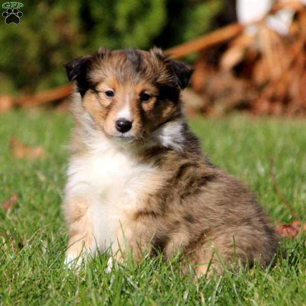 Shetland Sheepdog Puppy