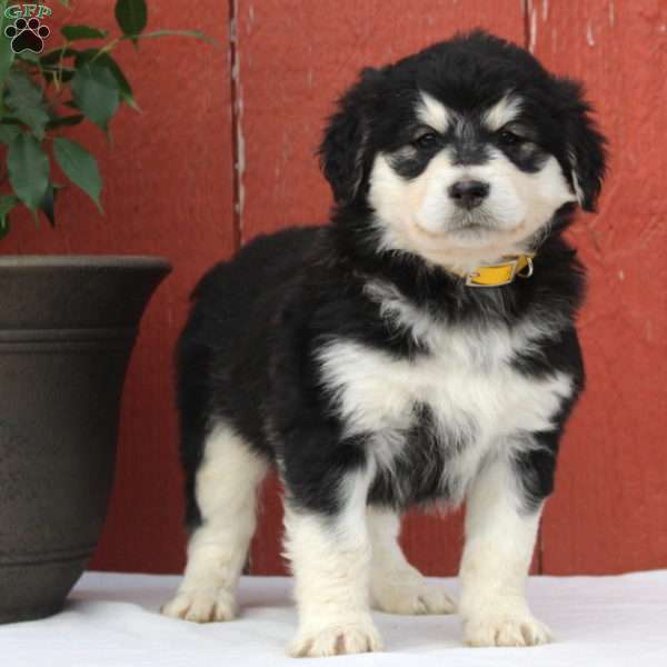 hvis du kan Undertrykkelse Hørehæmmet Alaskan Malamute Mix Puppies For Sale | Greenfield Puppies
