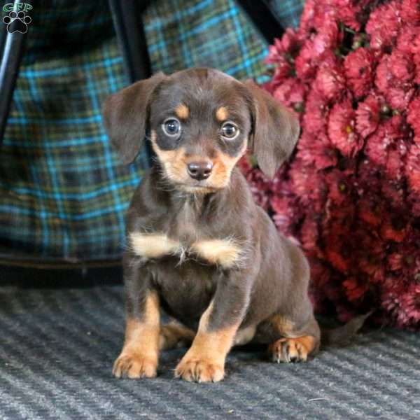 lab dachshund mix puppy