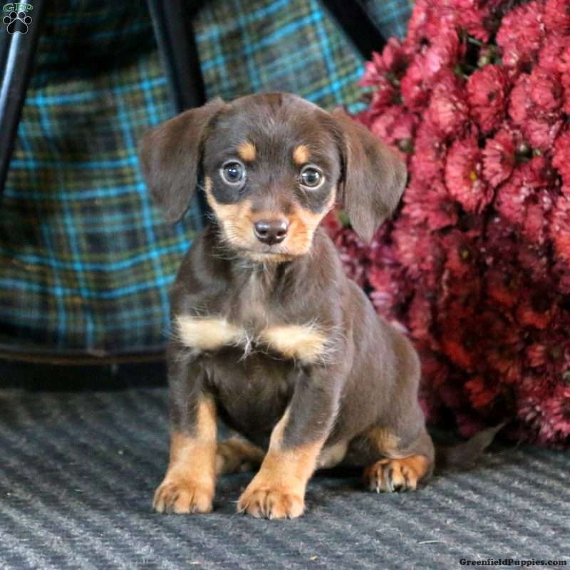 Dachshund Mix Puppies For Sale 