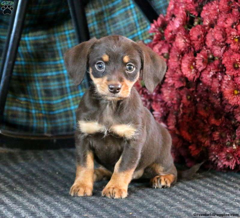 dialekt ris Mug Dachshund Mix Puppies For Sale | Greenfield Puppies
