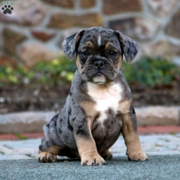 Hævde Bemærk kanal French Bulldog Mix Puppies For Sale | Greenfield Puppies