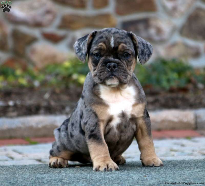 French Bulldog Mix Puppies For Sale | Puppies