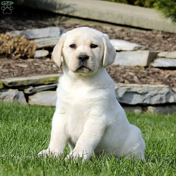 Labrador Retriever – Yellow Puppy