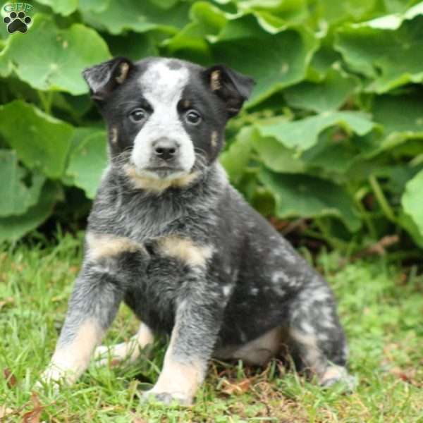 Blue Heeler – Australian Cattle Dog Puppy