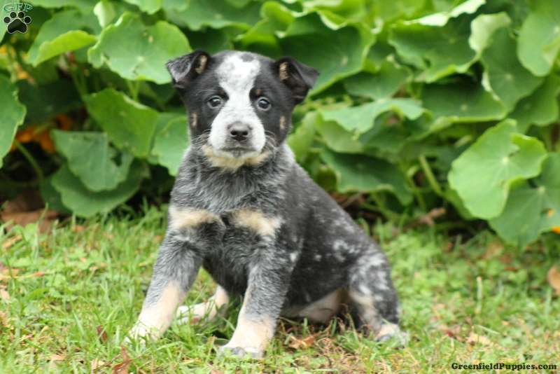 Blue Heeler – Australian Cattle Dog Puppies for Sale