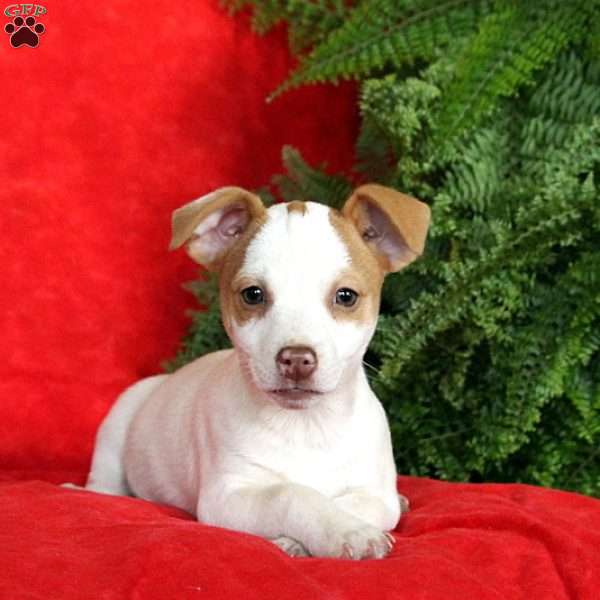 Jack Russell Terrier Puppy