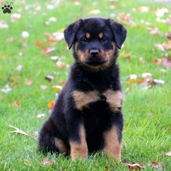 Rottweiler Puppy