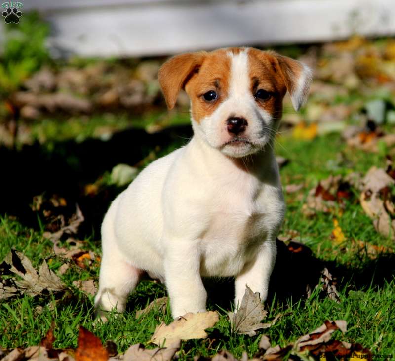 Jack Russell Mix Puppies For Sale