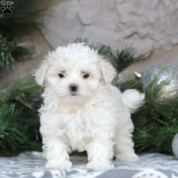 Maltese Puppy