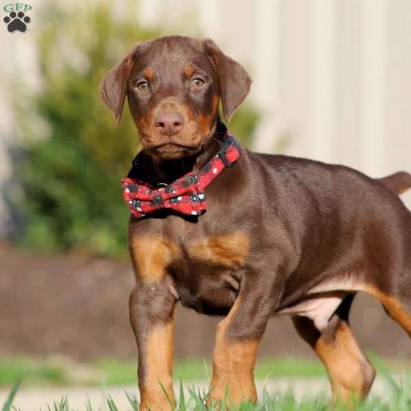 Doberman Pinscher Puppy