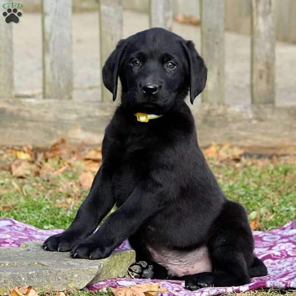 Labrador Retriever – Black Puppy