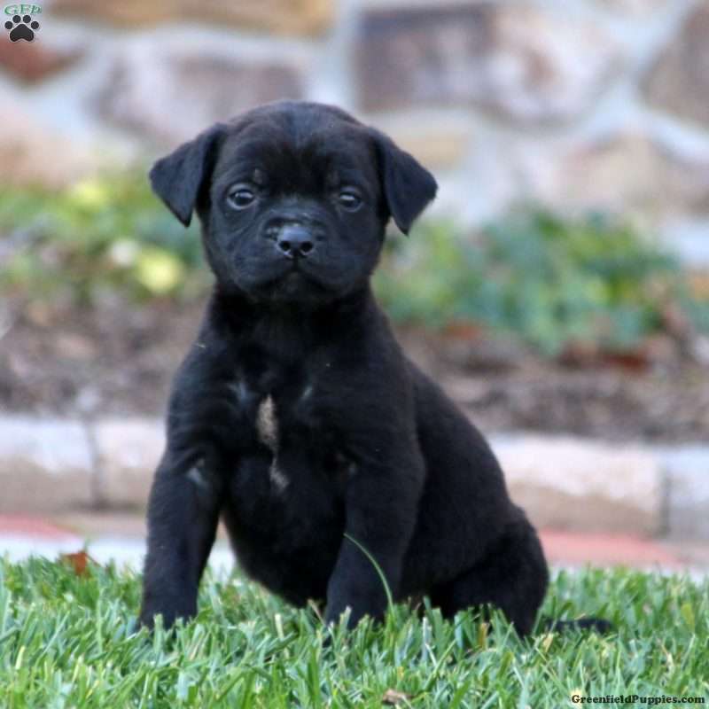 English Mastador Puppies for Sale | Greenfield Puppies