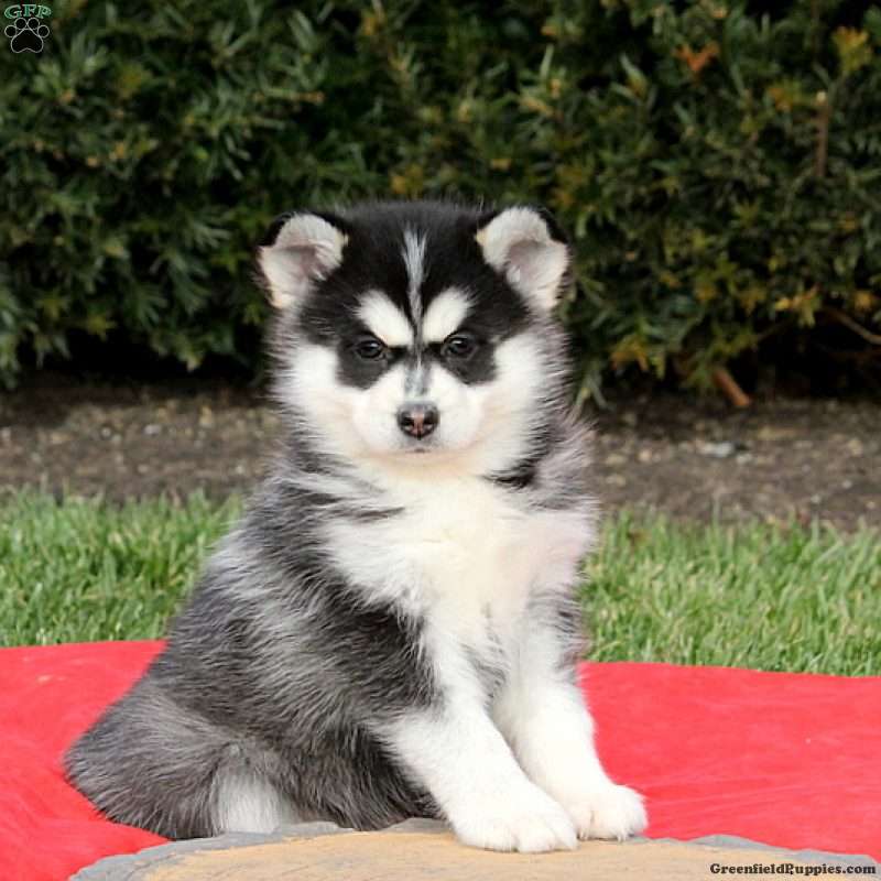 Pomsky Puppies For Sale | Greenfield Puppies