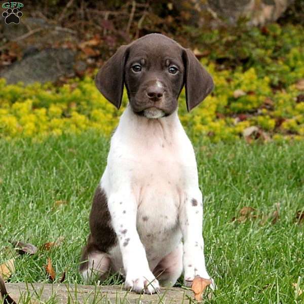 German Shorthaired Pointer Puppy