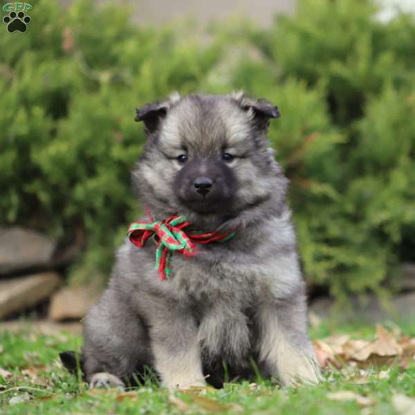 Keeshond Puppy