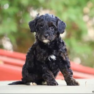 small poodle mix puppies