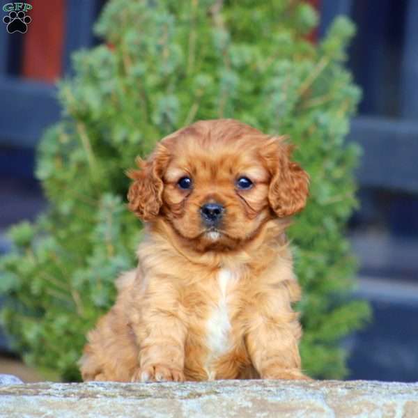 Cavalier King Charles Spaniel Puppy