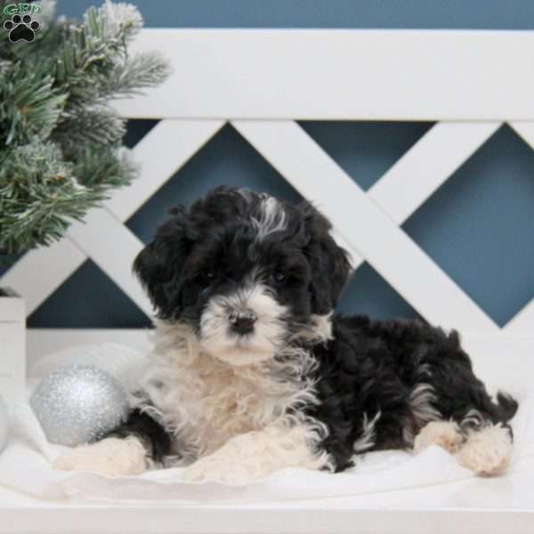 Portuguese Water Dog Puppy