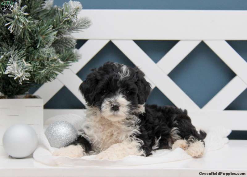 Portuguese Water Dog Puppies for Sale