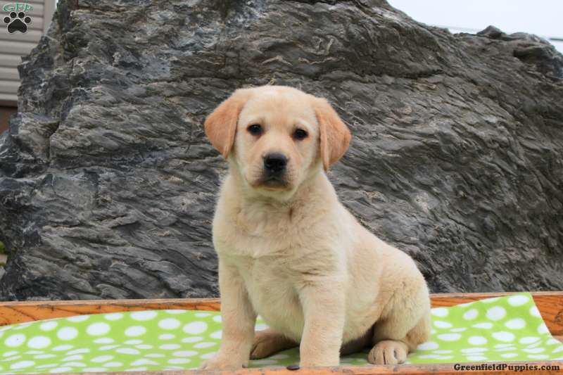 Labrador Mix Puppies For Sale