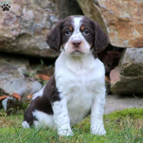 English Springer Spaniel Puppy