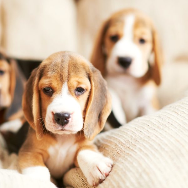 beagle puppies on a soft chair