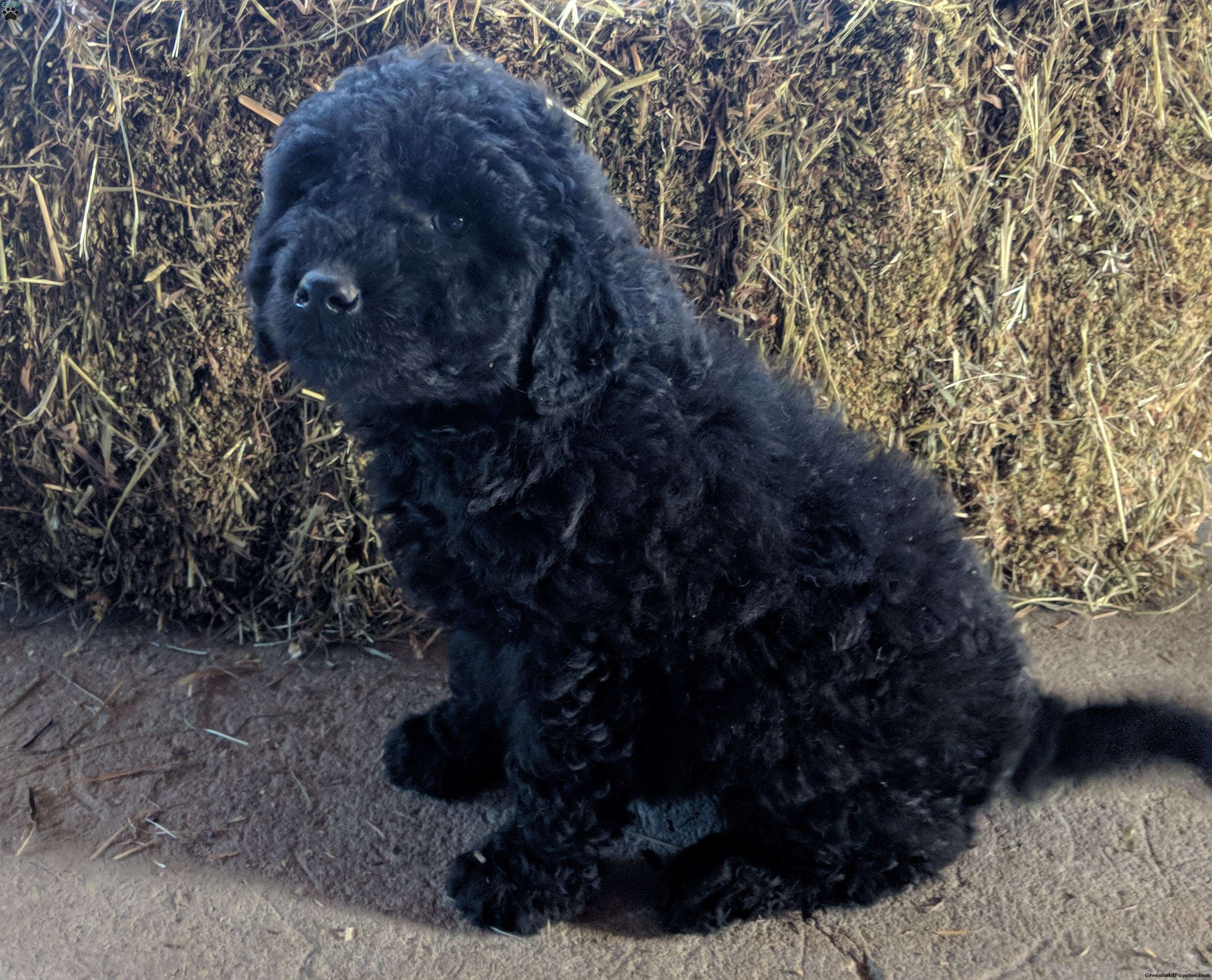 Chesa-Poo Puppies for Sale