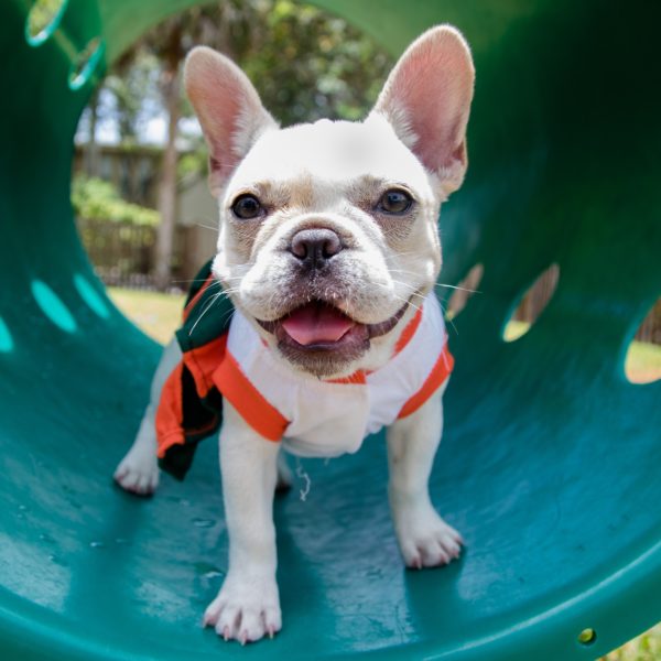french bulldog in a tunnel at the dog park