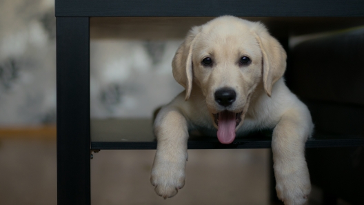 Why Do Dogs Hide Under Tables?