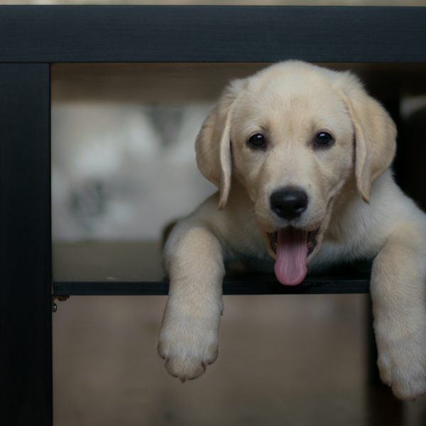 golden labrador retriever puppy under a table