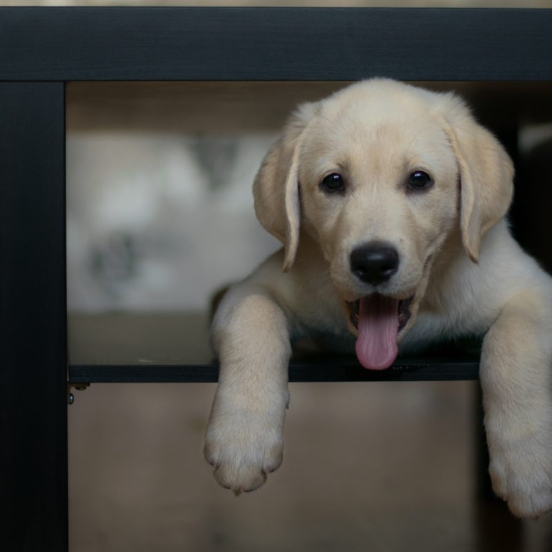 Why Do Dogs Hide Under Tables? Greenfield Puppies