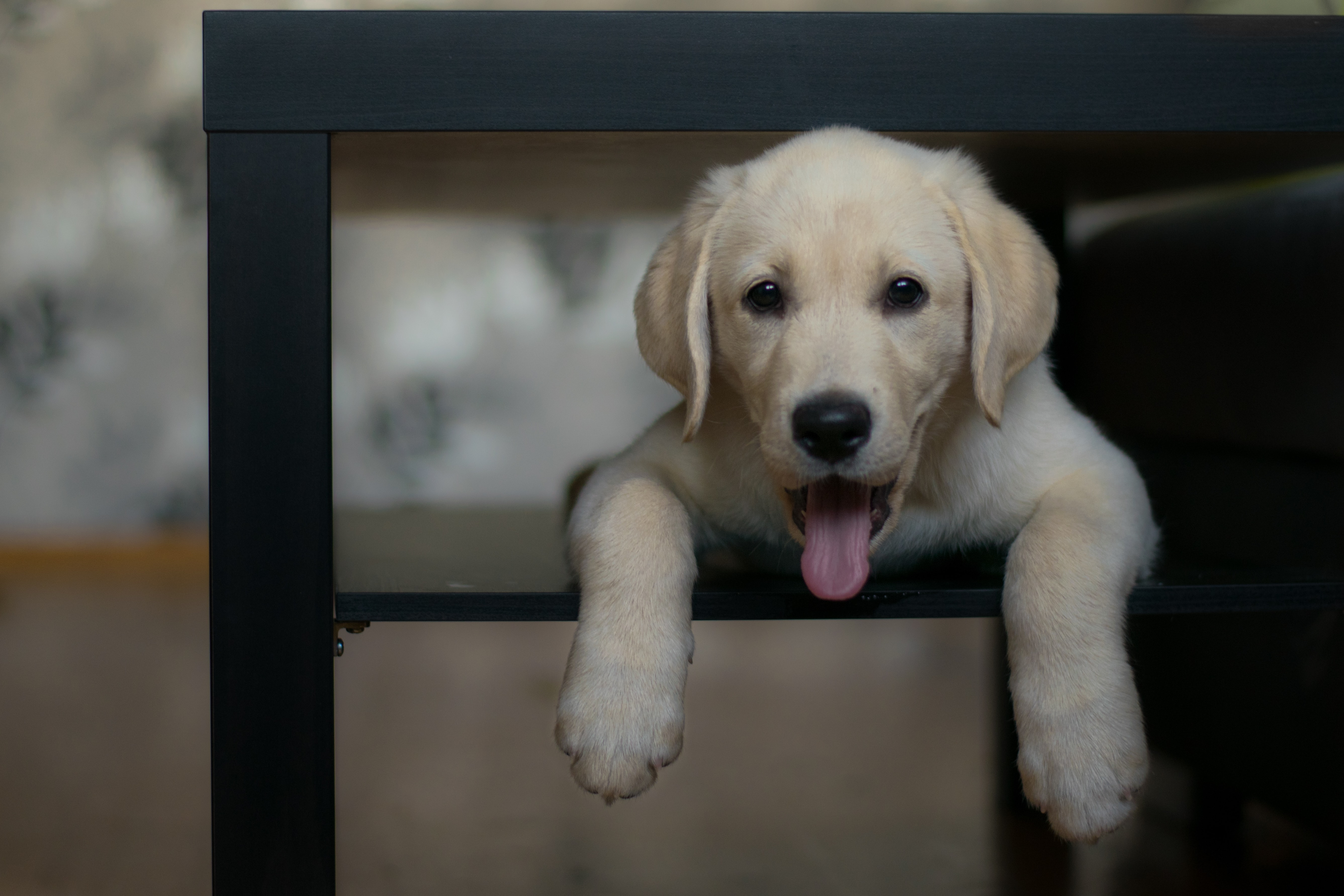 Why Do Dogs Hide Under Tables Greenfield Puppies