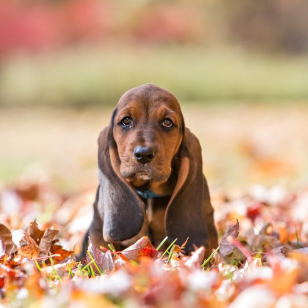 hound puppy outside in leaves