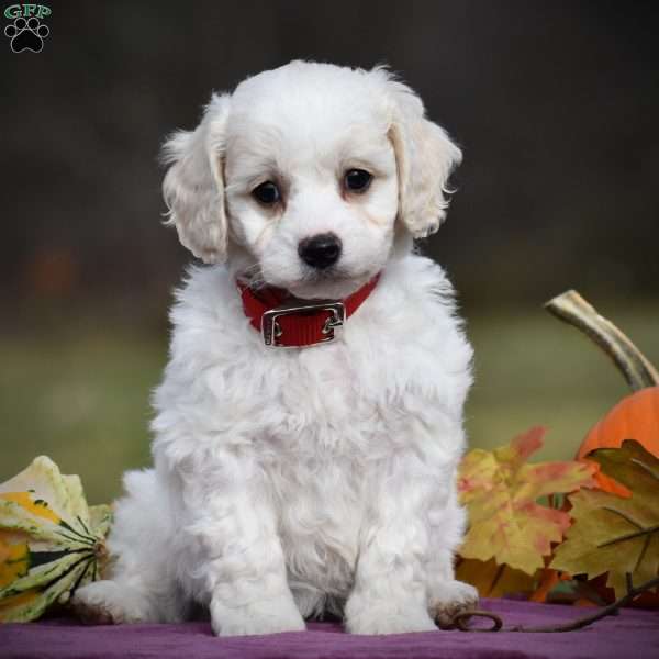 Cavachon Puppy