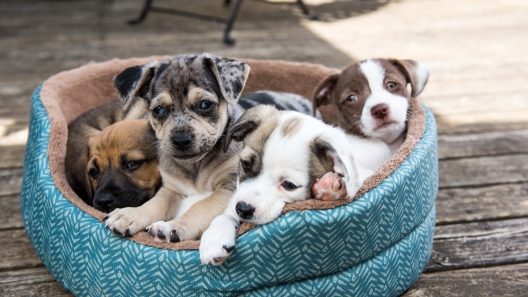 7 Qualities to Look for in a Great Breeder