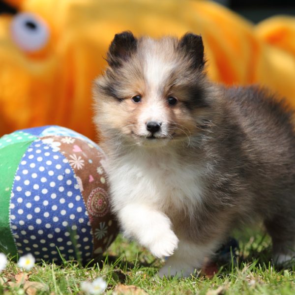 sheltie puppy in the grass next to a ball