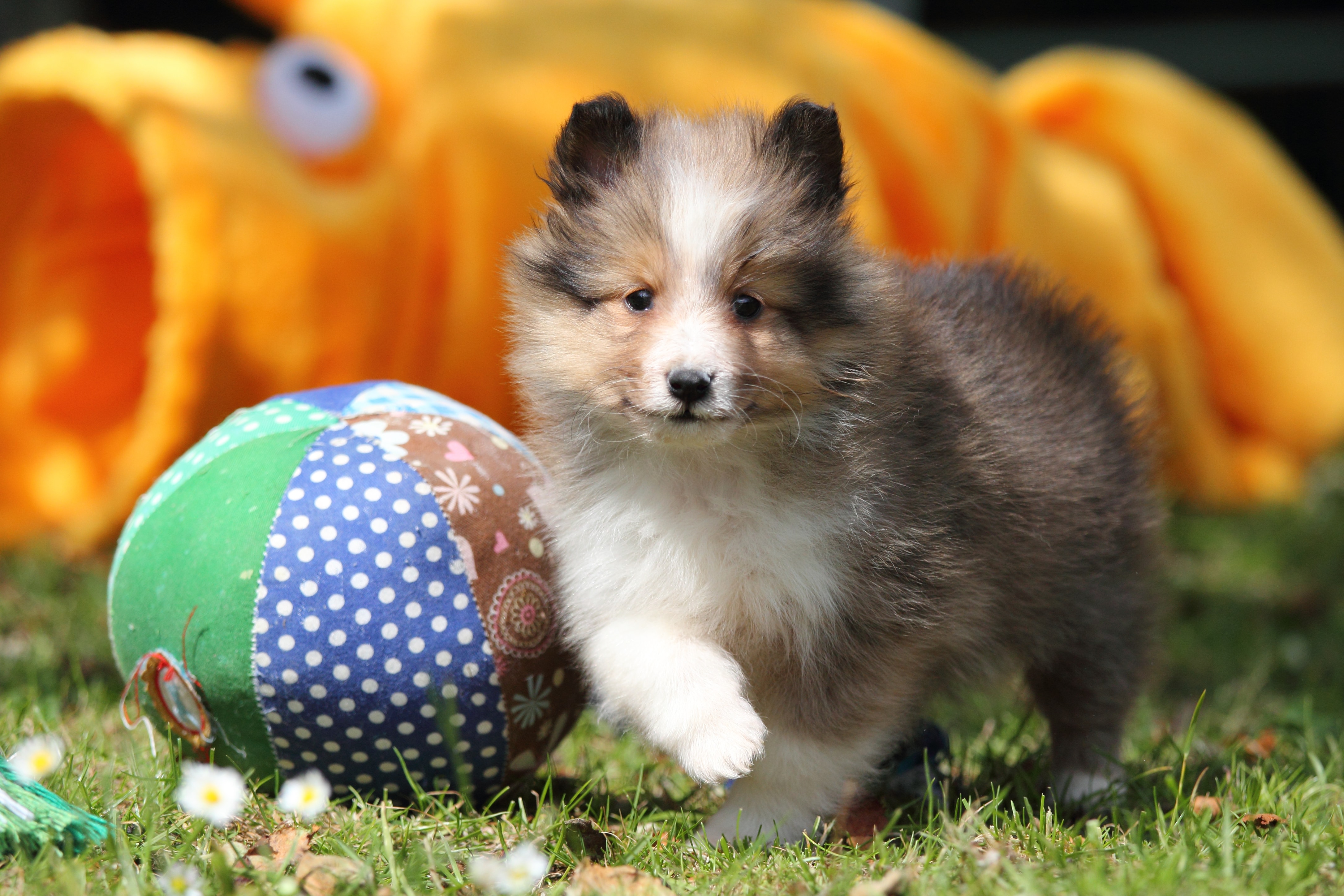  Puppy Perfection Embrace The Delightful Companionship Of Sheltie 