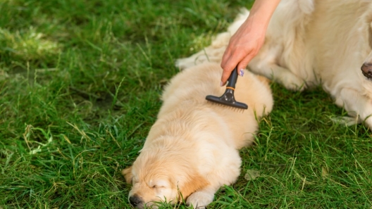 9 Common Types of Dog Grooming Brushes