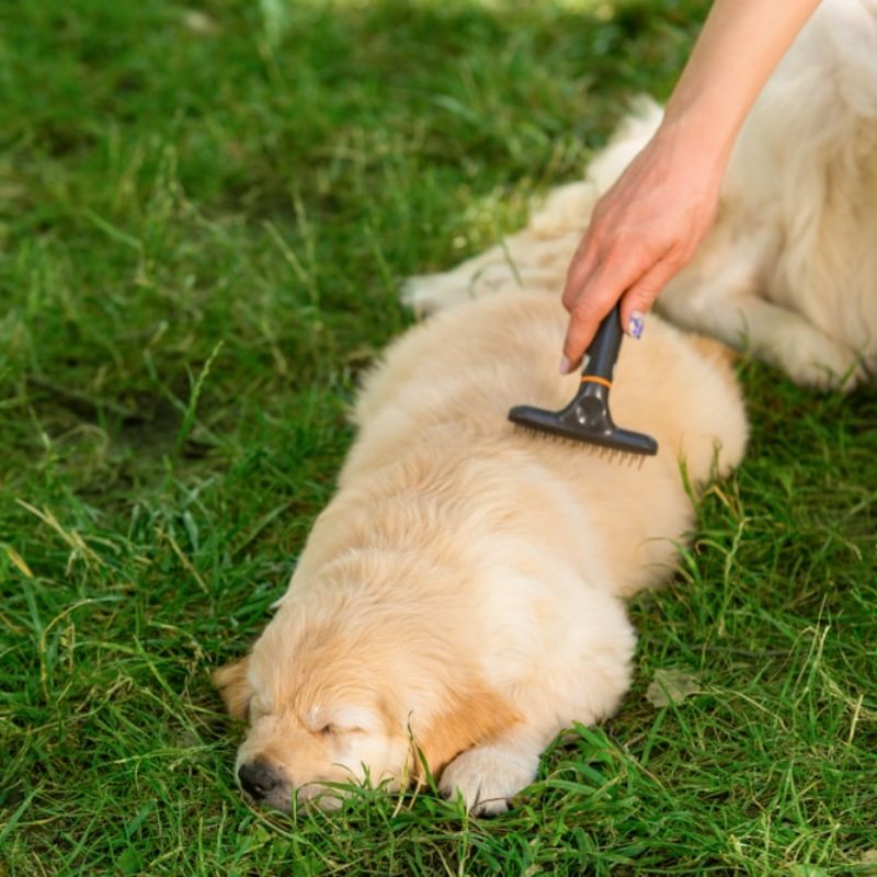 9 Common Types of Dog Grooming Brushes Greenfield Puppies