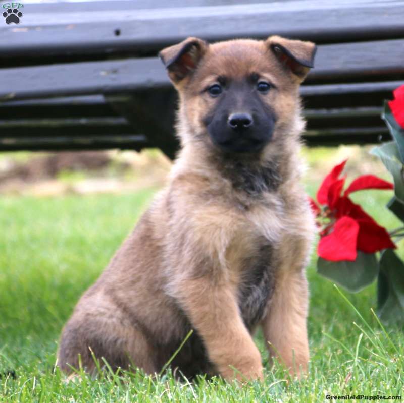 German Shepherd Mix Puppies For Sale