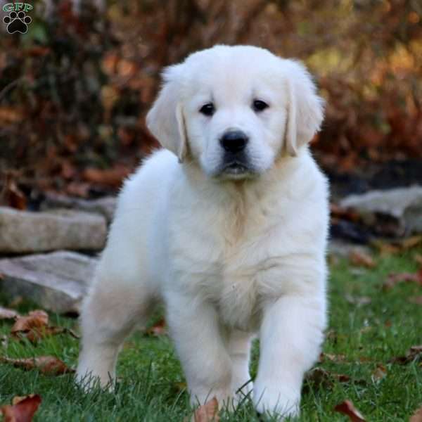 Golden Retriever-English Cream Puppy