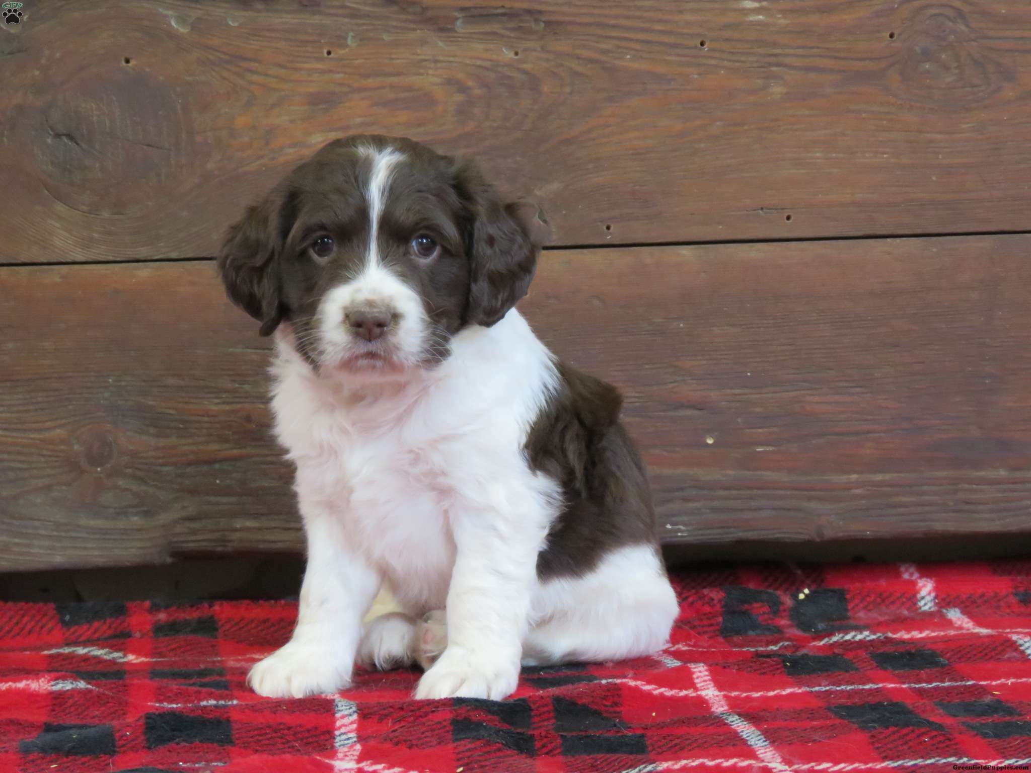 at what age are english springer spaniels fully grown