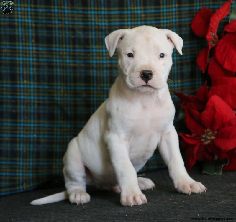 How Much Does A Dogo Argentino Puppy Cost