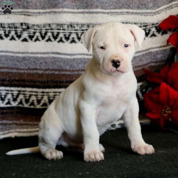 Boomer, Dogo Argentino Puppy