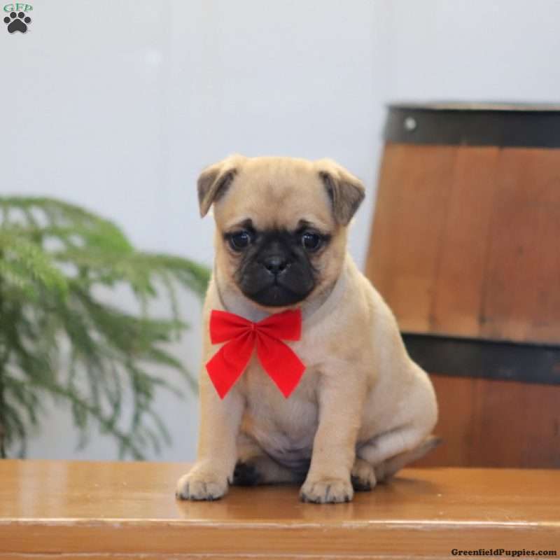 Jug Puppies For Sale Greenfield Puppies