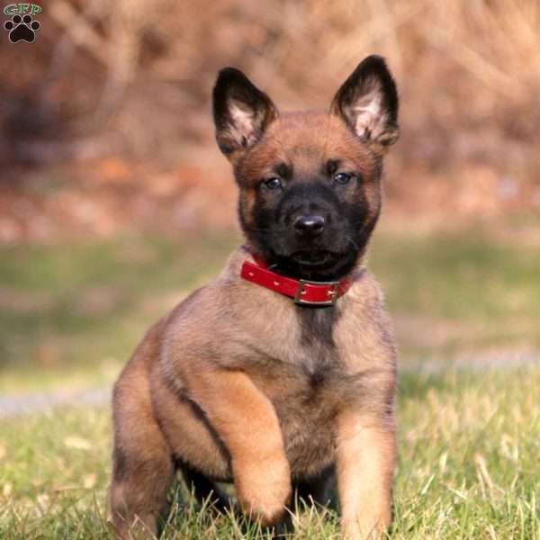 Belgian Malinois Puppy